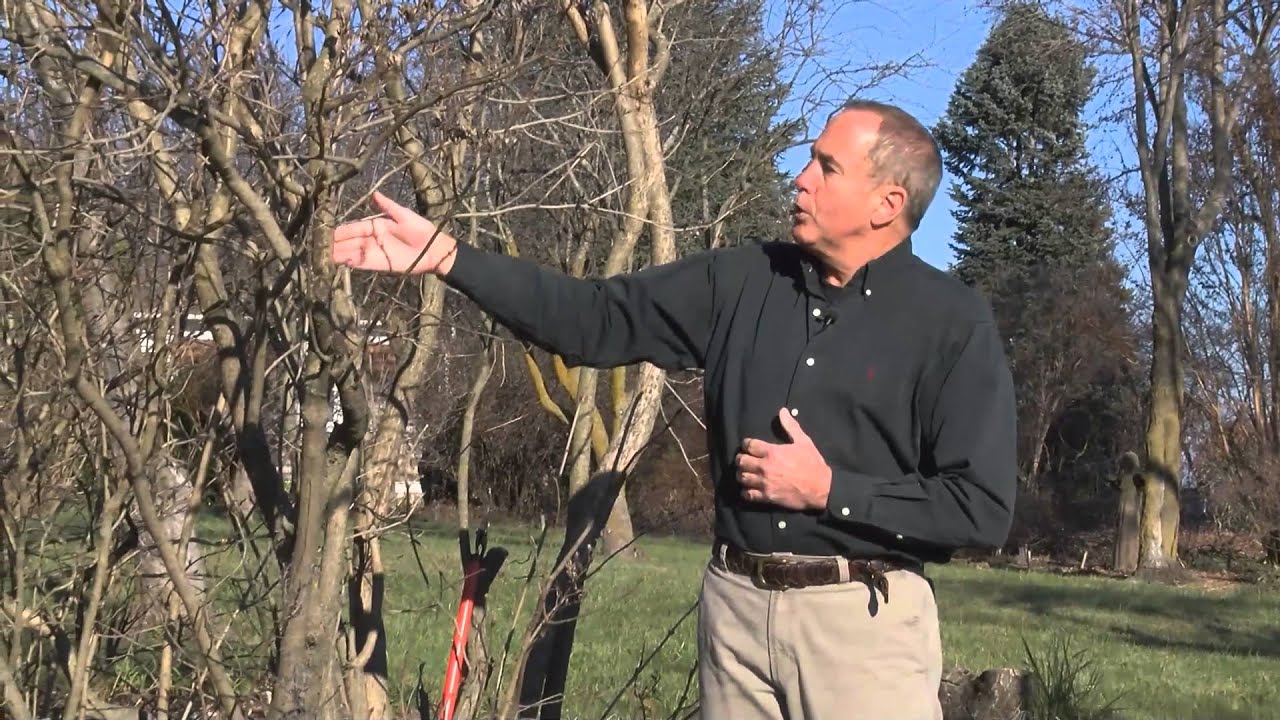 In the Garden - Cutting back Lilacs