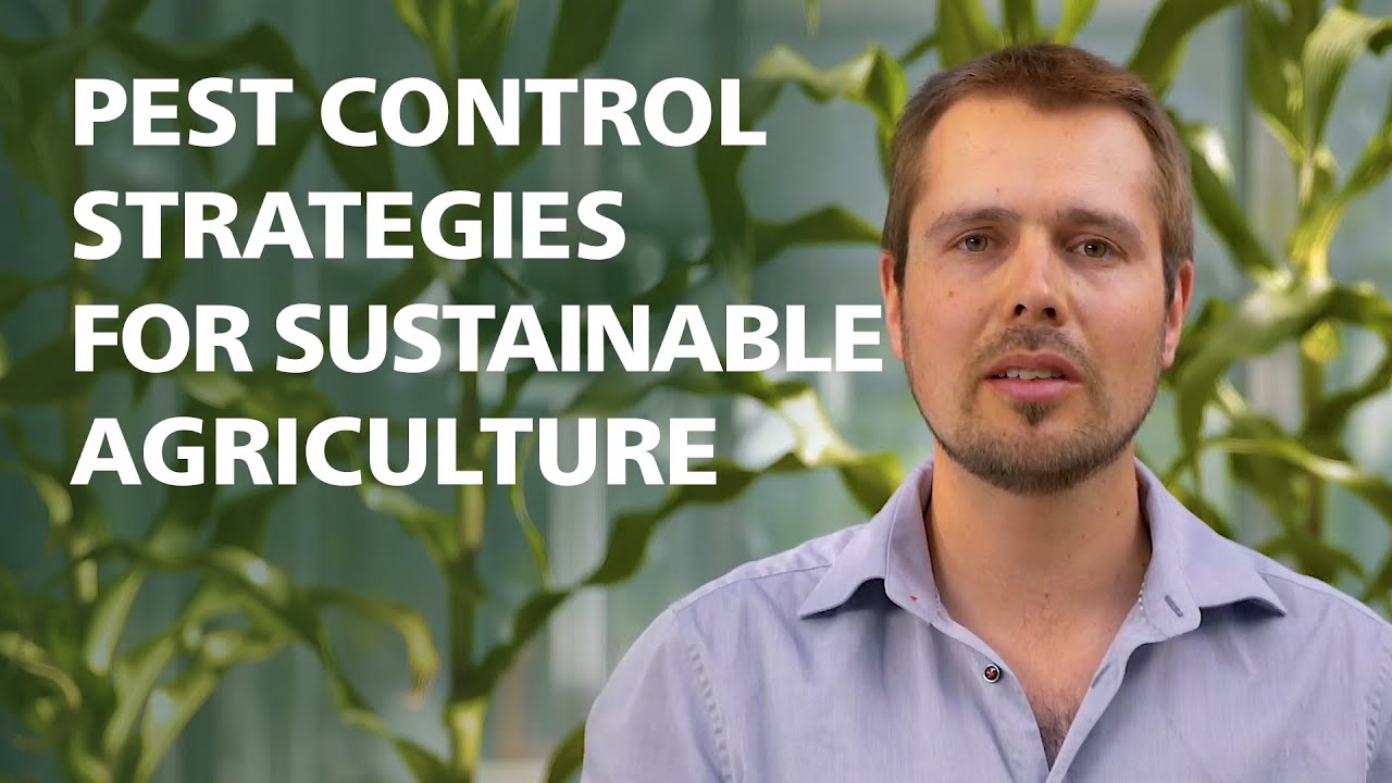 flashMOOCs: How to fight the Western Corn Rootworm