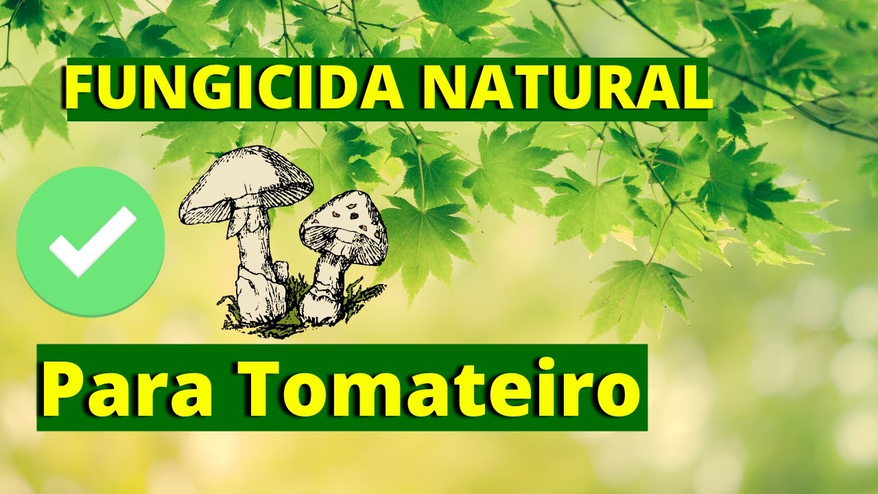 Fungicida NATURAL para TOMATEIROS - VEJA ESSAS 2 OPÇÕES!