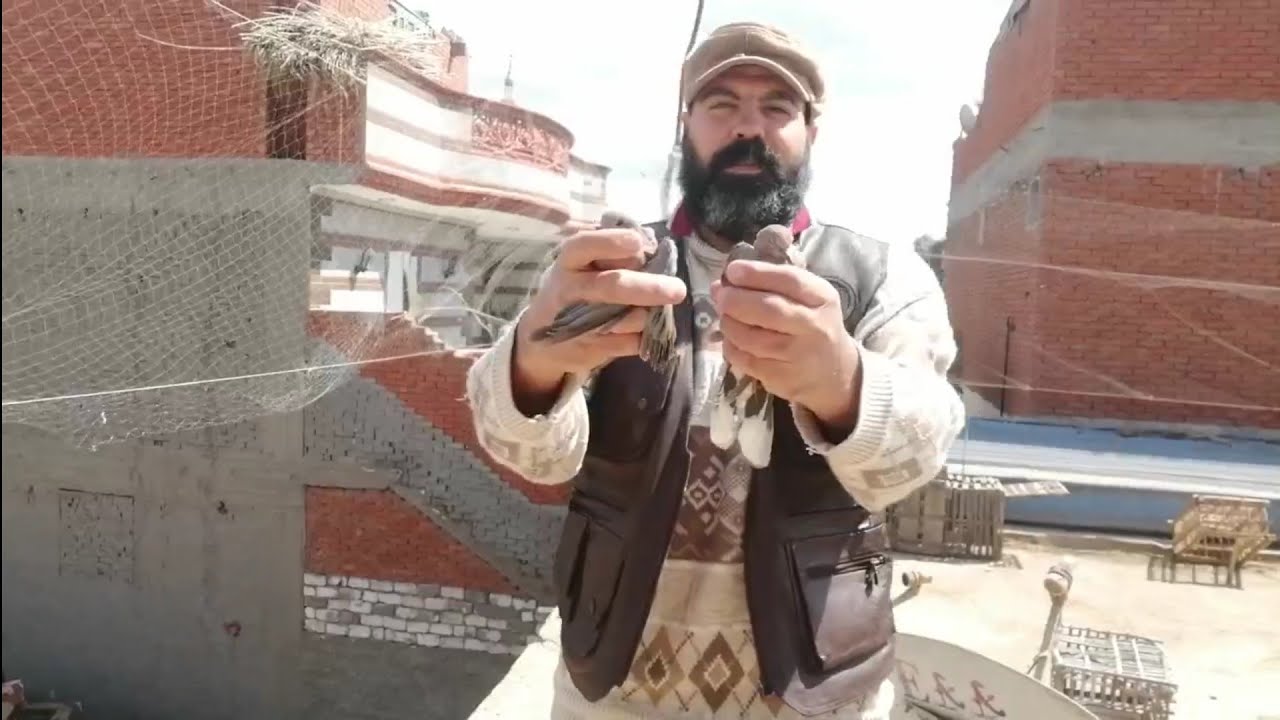 مشروع الشبكه الهوائيه لصيد الطيور البريه من علي سطح المنزل وحصيلة اليوم
