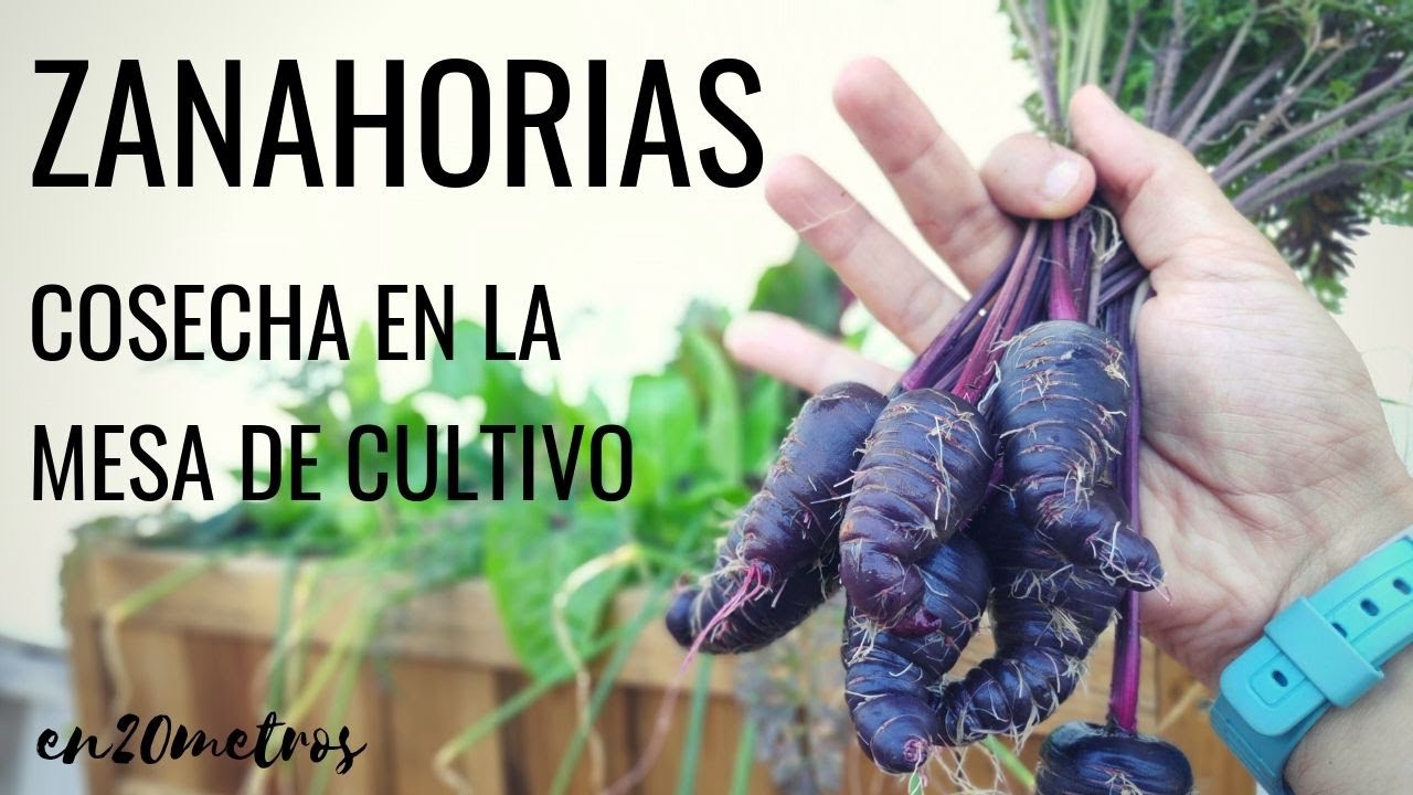 Cómo COSECHAR ZANAHORIAS en mesa de cultivo 🥕 || en20metros