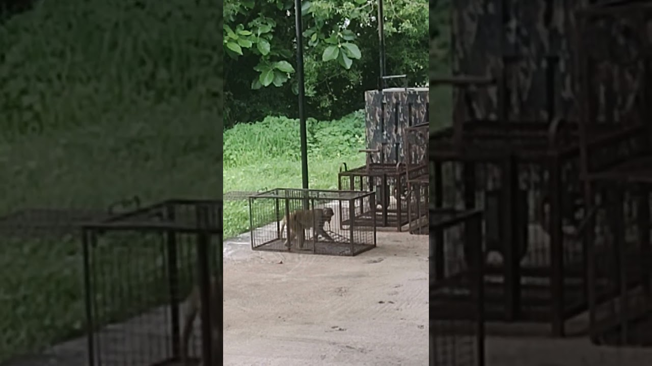 monkey trap #funny