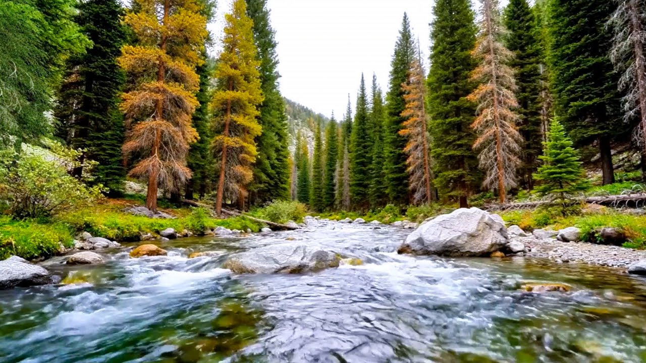 River Flowing with Bird Chirping, Gentle Water Sounds and Calm Nature Ambience
