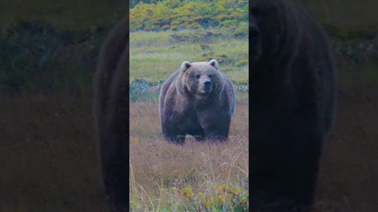 Feit bj&oslash;rn g&aring;r p&aring; morgengress #feit #bj&oslash;rn #morgen #gress #stor #kjempe #natur #dyreliv HA78515