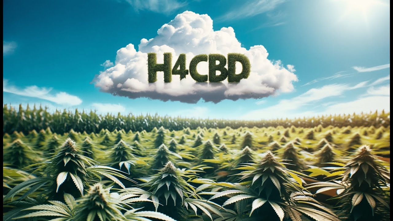 H4CBD 🌿 Qu'est-ce que c'est? Achat en France, code promo, l&eacute;galit&eacute;