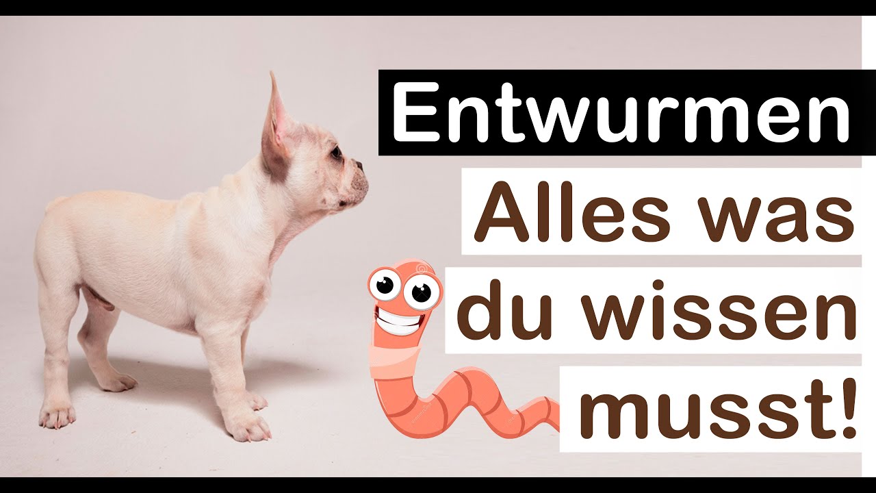 Wurmkur Hund, alternativen zur chemischen Wurmkur für Hunde? (Hausmittel, Kosten Wurmkur, wie oft?)