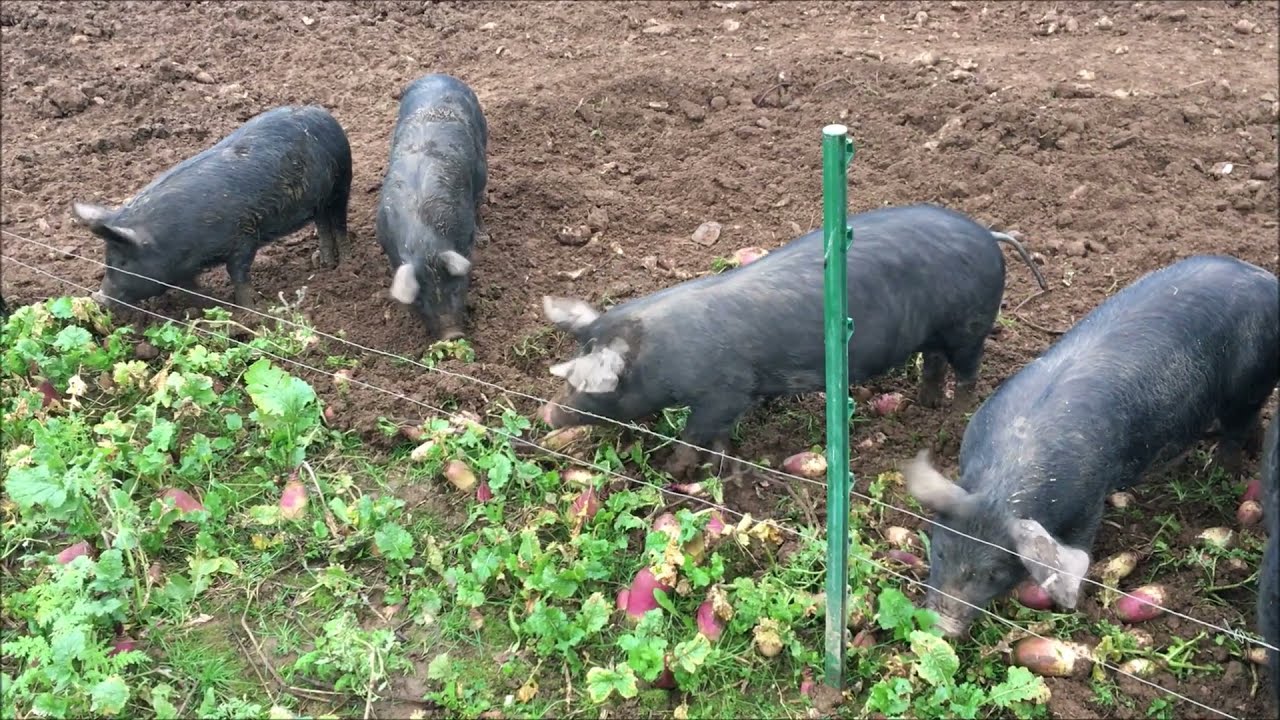 Outdoor pigs mid winter in Cornwall, strip grazing stubble turnips with 2 strands of hot wire