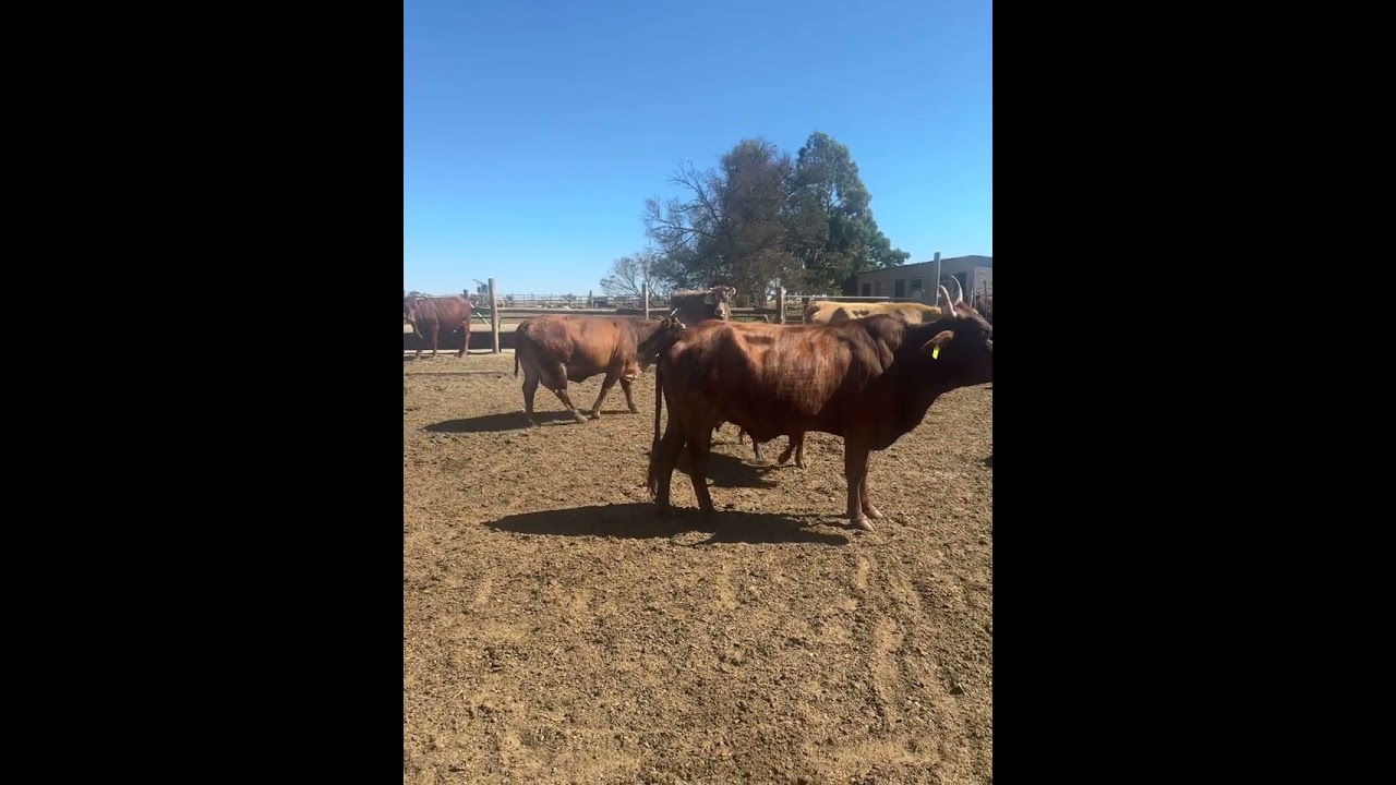 Growing C grade cattle