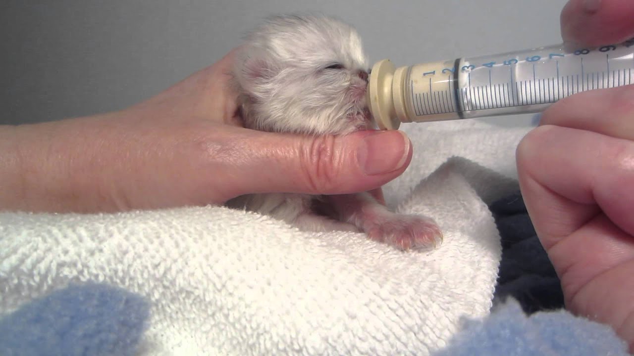Mr. Quackers as a tiny baby. Hand Feeding a Newborn Kitten with the 