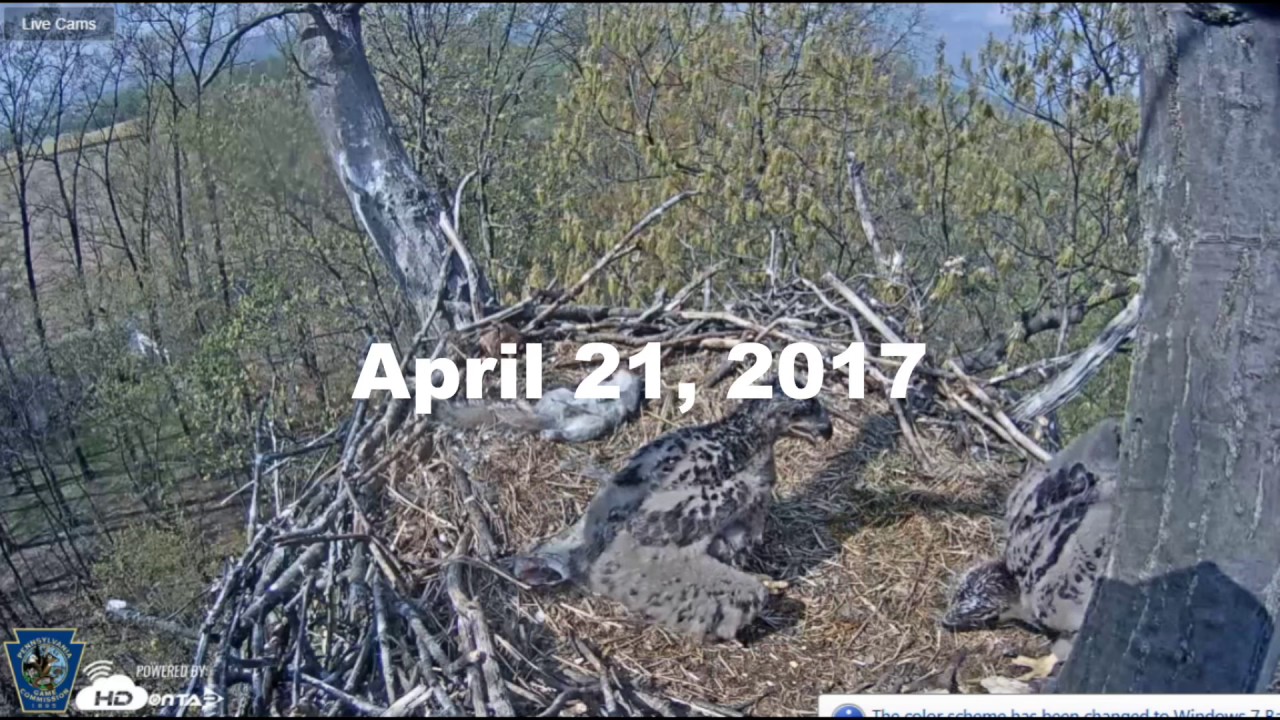 Hanover bald eagle nestlings: Watch them grow from egg to near fledging