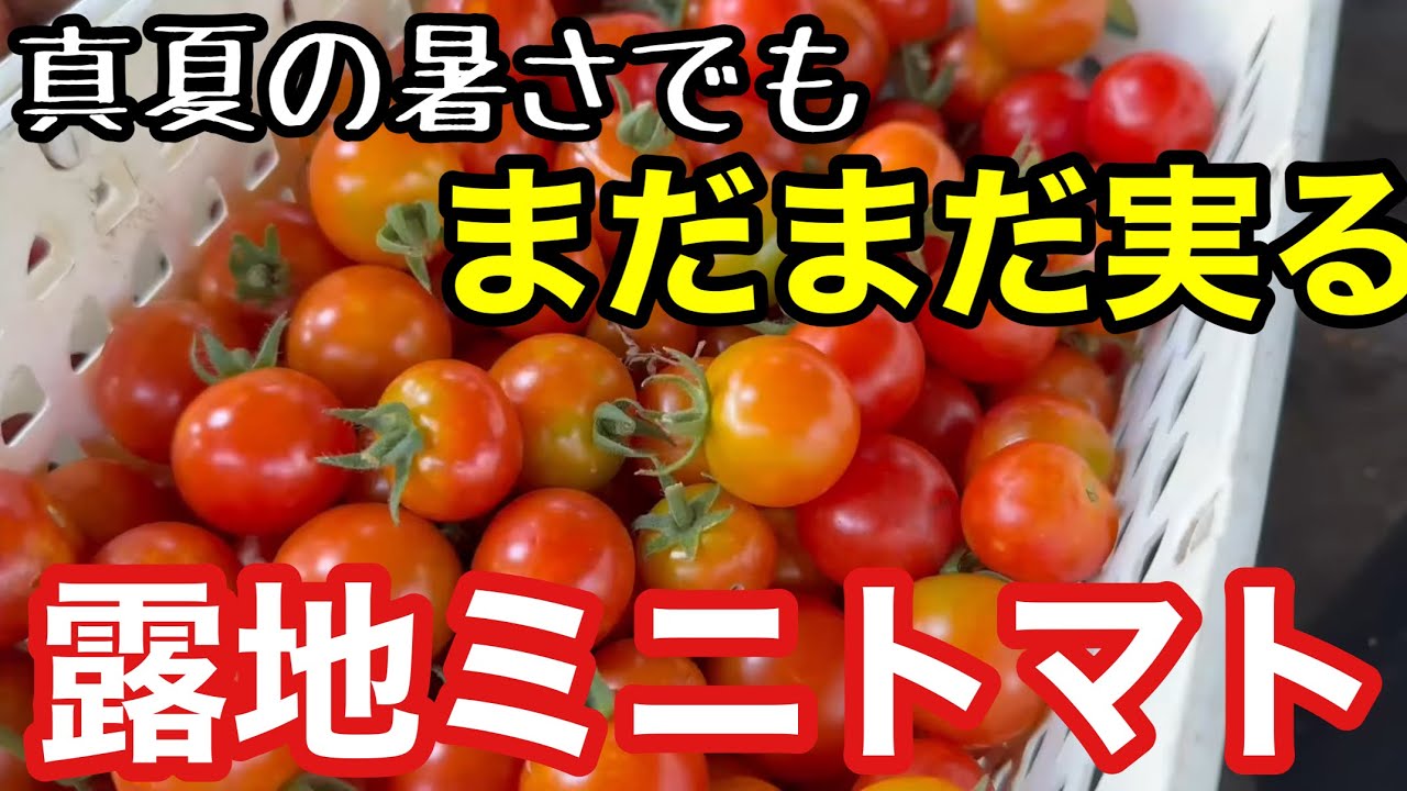 【自給農】真夏のミニトマトをまだまだ採るためのポイントは『セルフ遮光』《家庭菜園/無農薬/無施肥/不耕起/草生栽培/自然栽培》