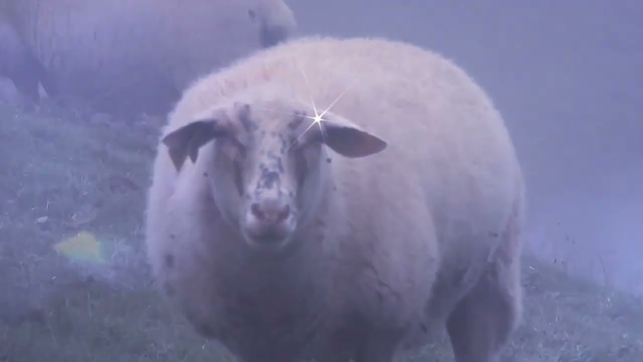 Les voisins de la campagne..