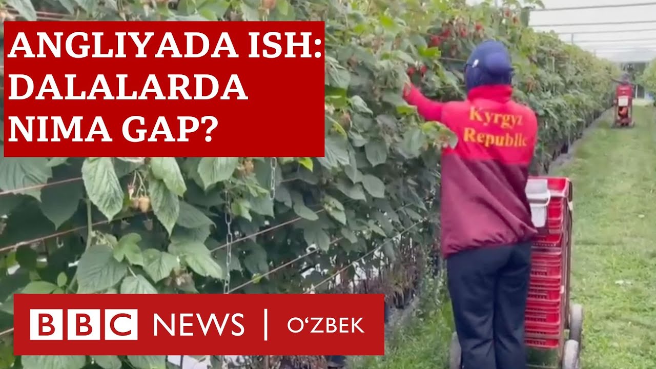 Angliyada ish: O‘zbeklar nima deydi? - BBC News O'zbek