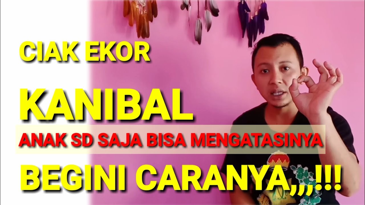 CARA MENYEMBUHKAN BURUNG CIAK DAN KANIBAL