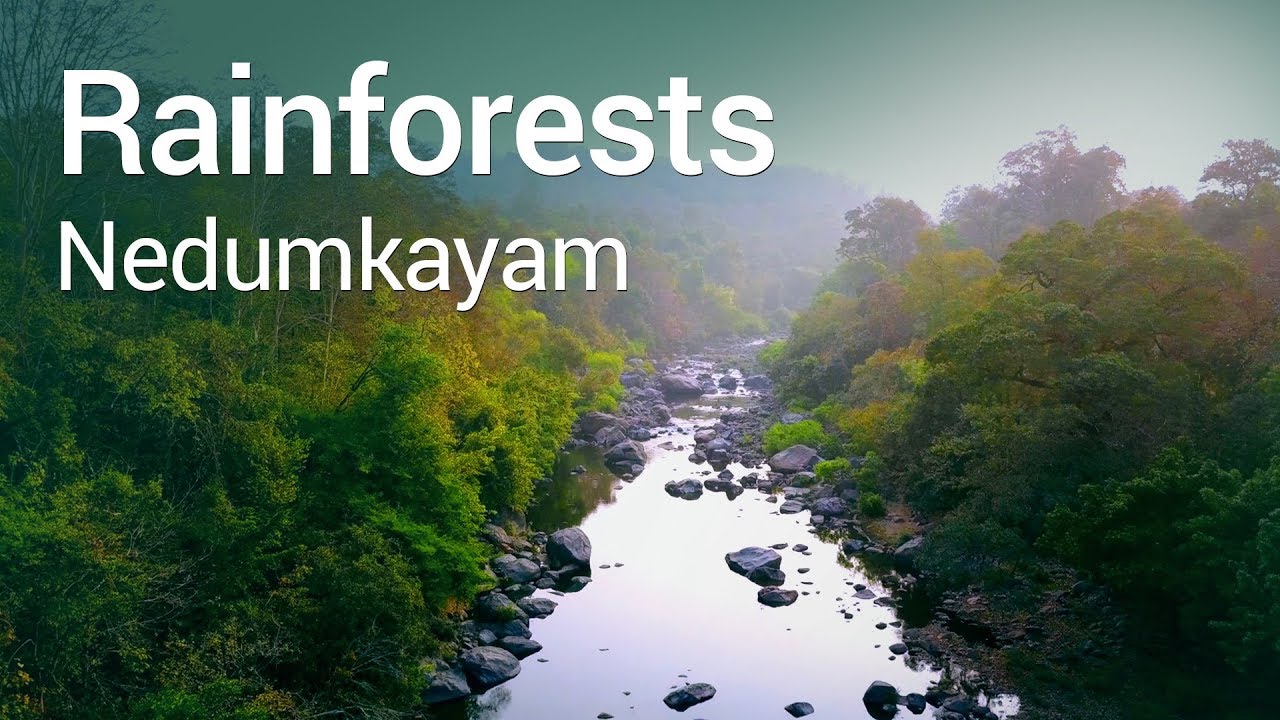 Nedumkayam Rainforests