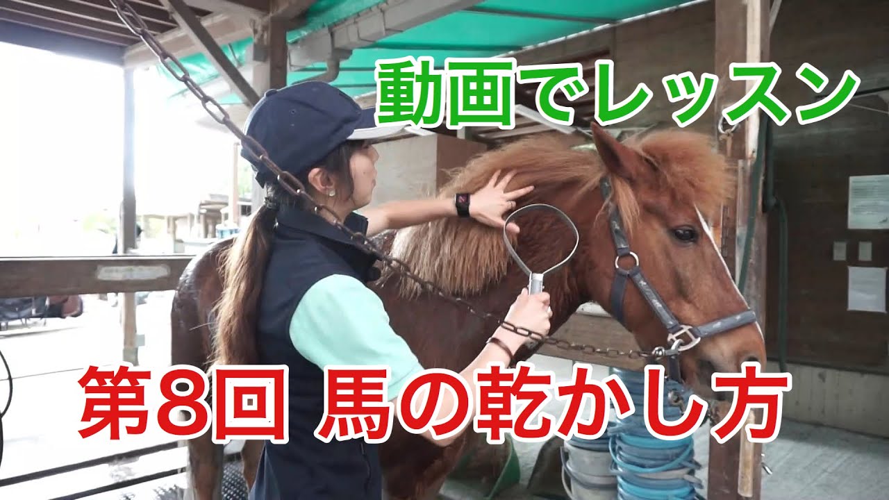 【動画で乗馬レッスン#8】馬の乾かし方｜神戸からすぐの乗馬クラブ明石乗馬協会