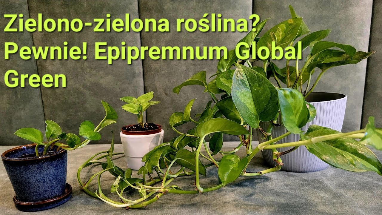 Zielono-zielona roślina? Pewnie! Epipremnum Global Green! Rodzaje Epipremnum