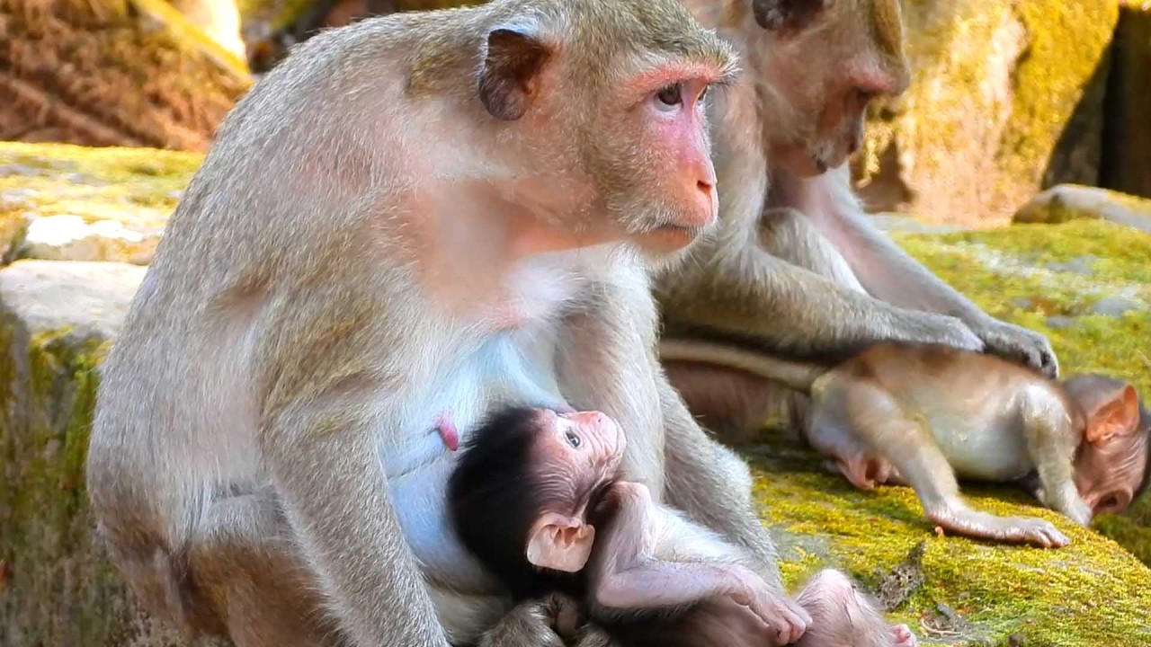 Lovely Baby Monkey, mom gather to watch their offspring interact with each other