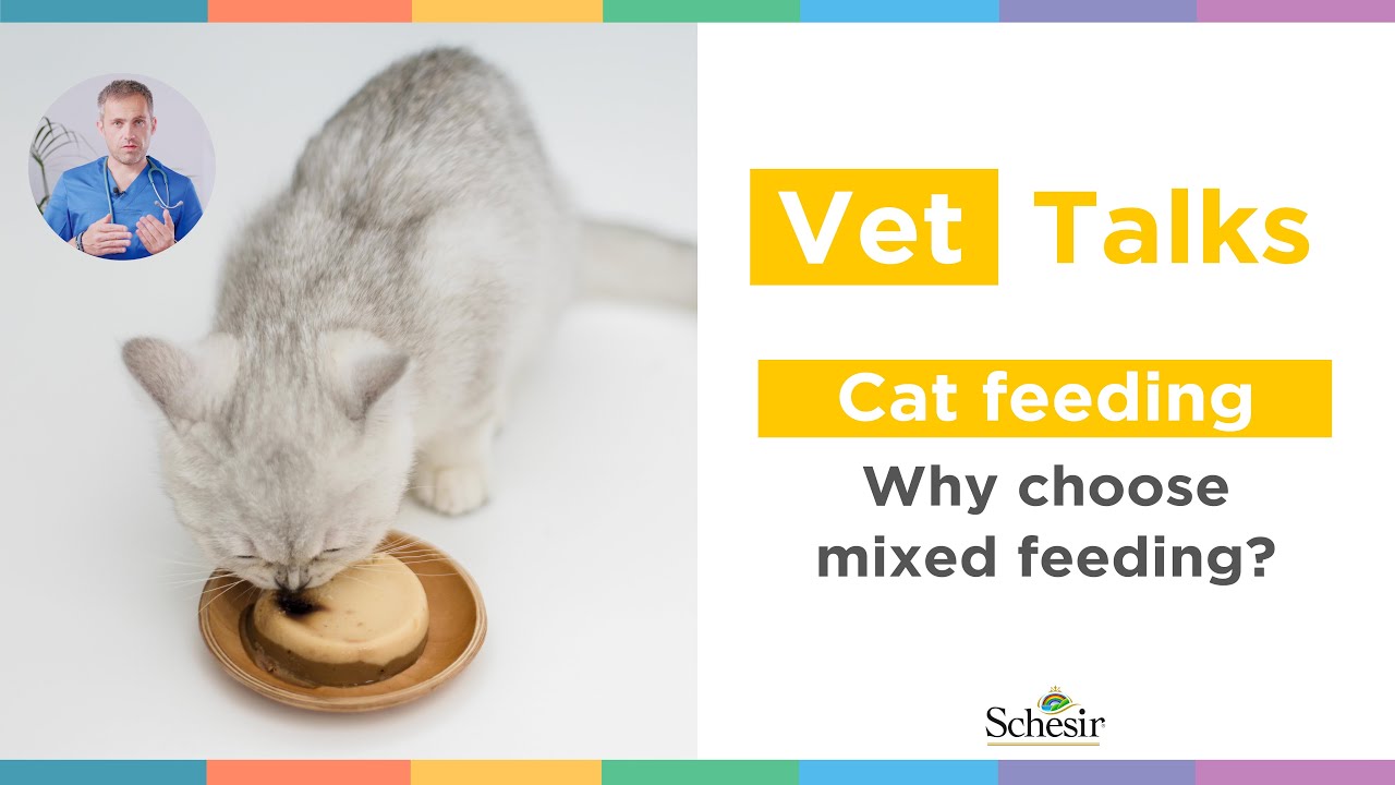 Cat feeding: why choose mixed feeding?