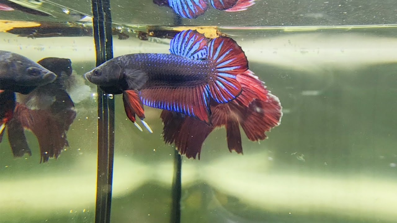 Stunning Red & Blue Betta – The King of Aquariums!