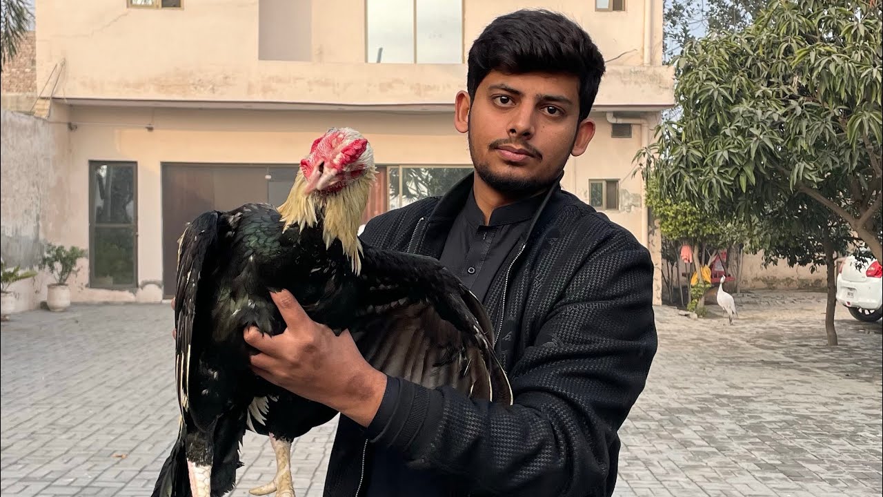 Gifts from Subscribers brothers 🐓🕊️   | DeraVibes903