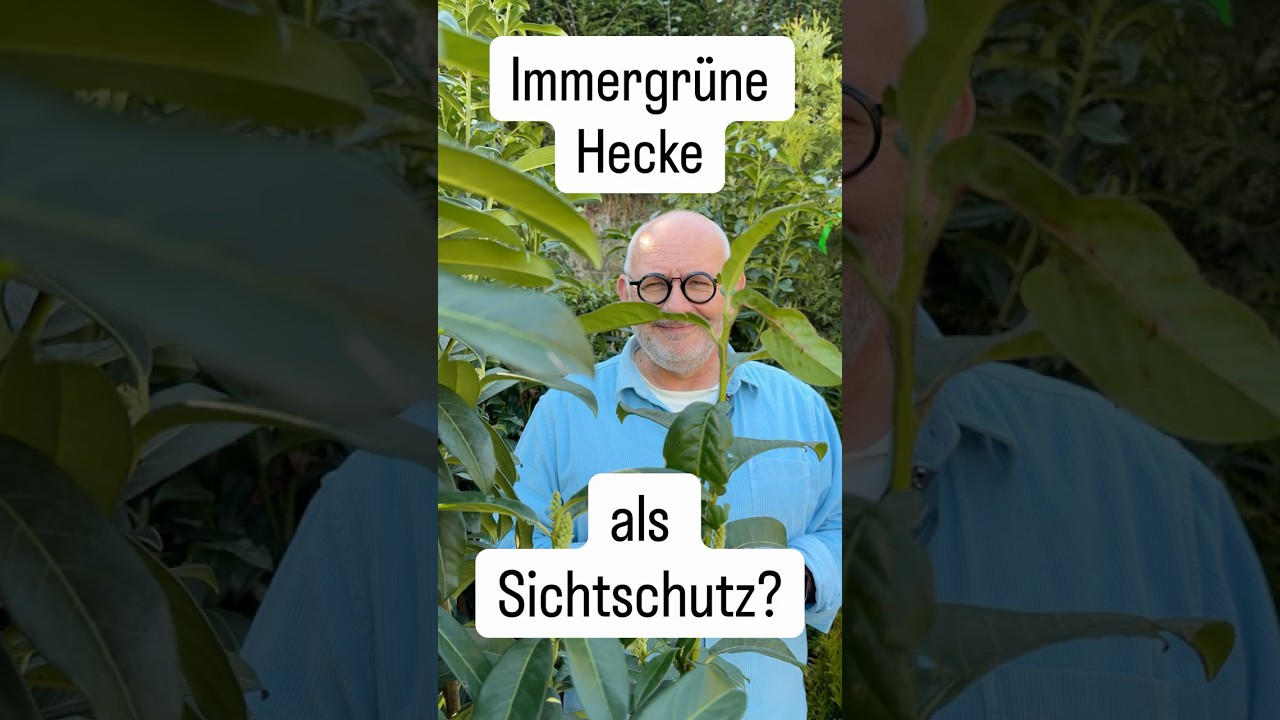 Keine Lust auf Kirschlorbeer? TV G&auml;rtner R&uuml;diger Ramme stellt euch sechs tolle Alternativen vor. ￼