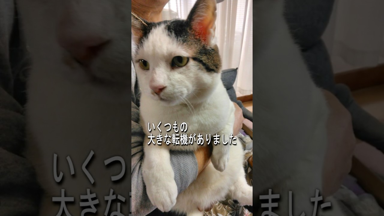 【シロの転機①】外猫シロが実家で家猫になった転機【オリジナルBGM】