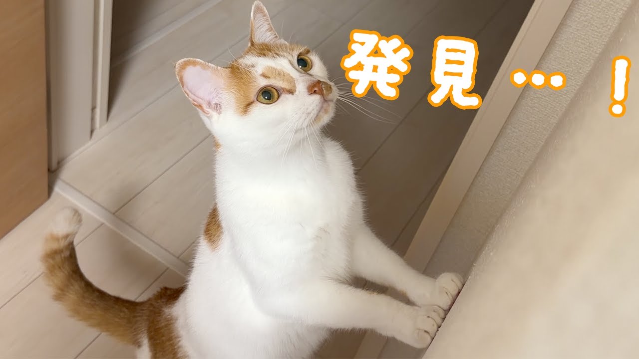 トロしゃんがクモを発見したので眺める会します！