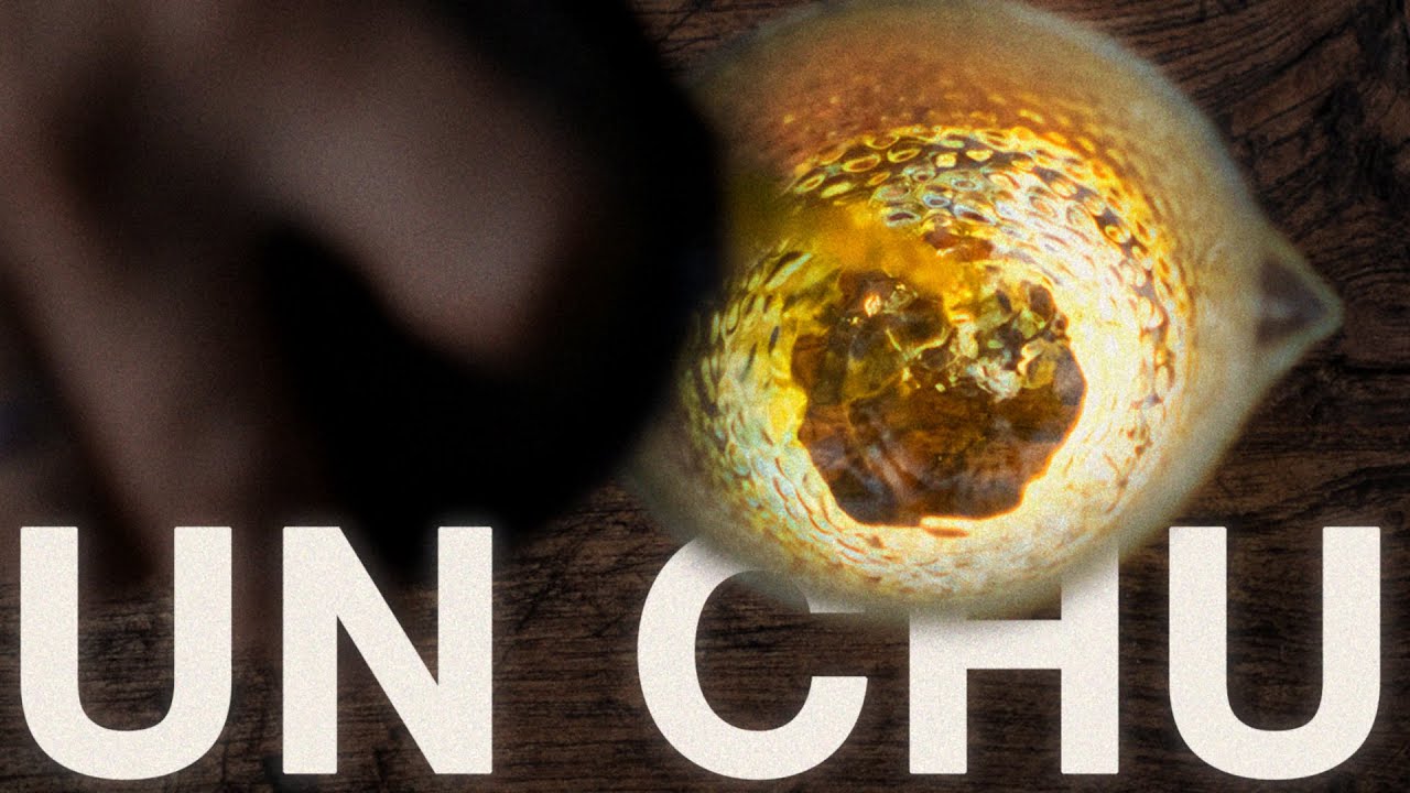 Bio Koucha UN-CHU - Teeverkostung | Tee Kontor Kiel