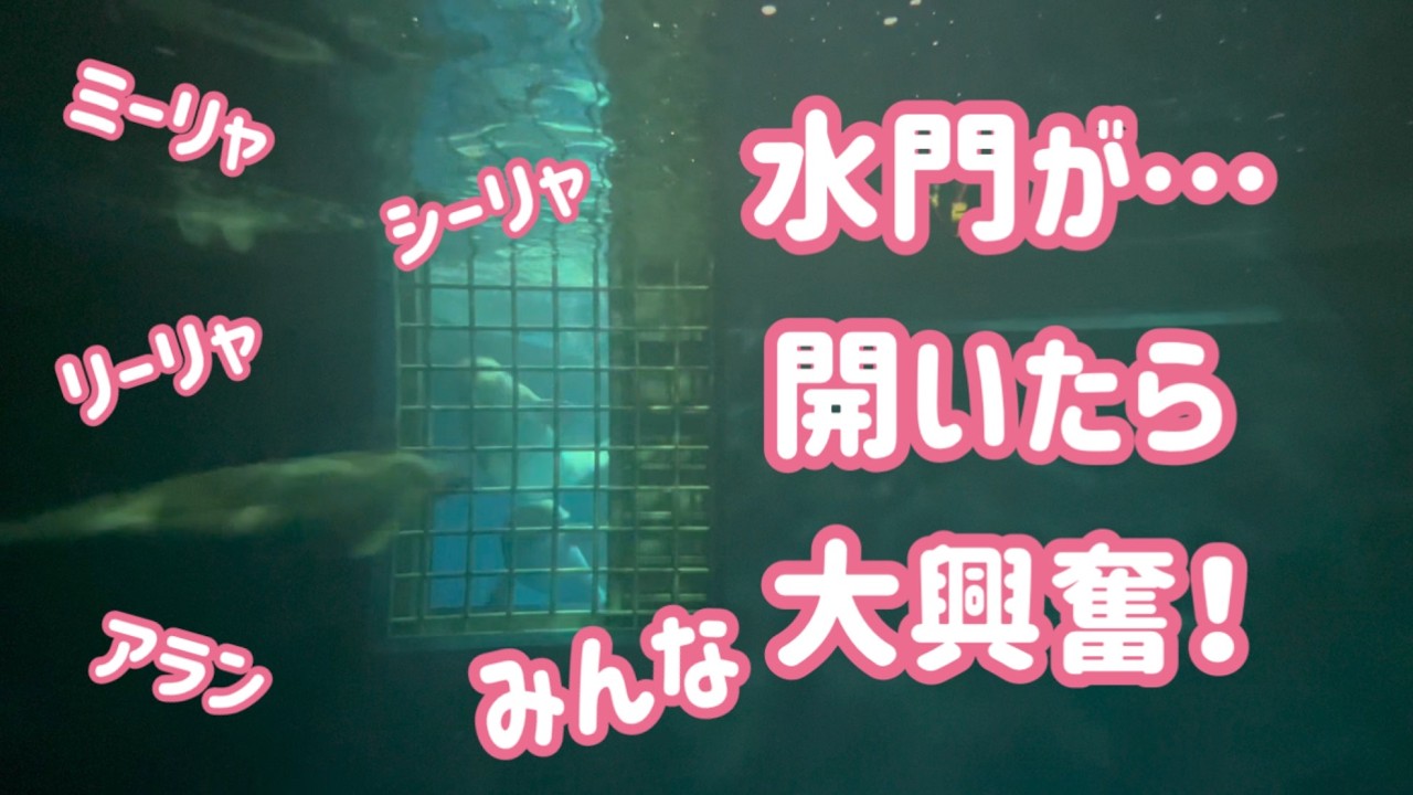 【初対面！】アラン・リーリャとミーリャ・シーリャ…水門が開いたら、みんな一体どうなった！？【しまね海洋館アクアス】
