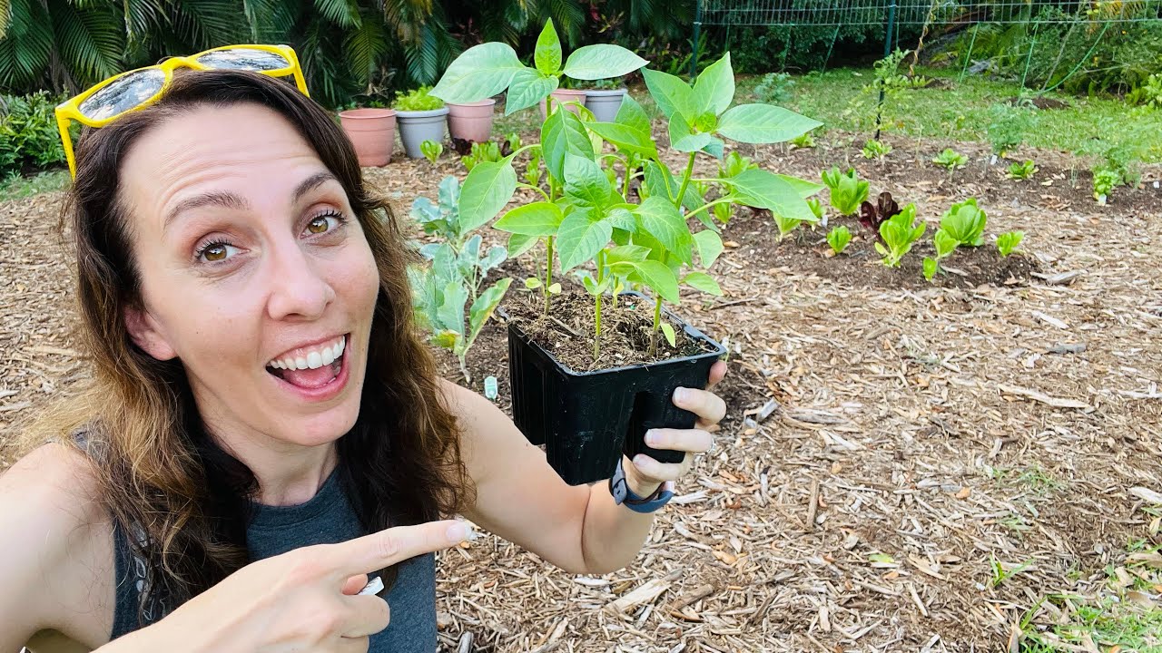 Shop Smarter! Tips for picking out Vegetables at your Big Box Store