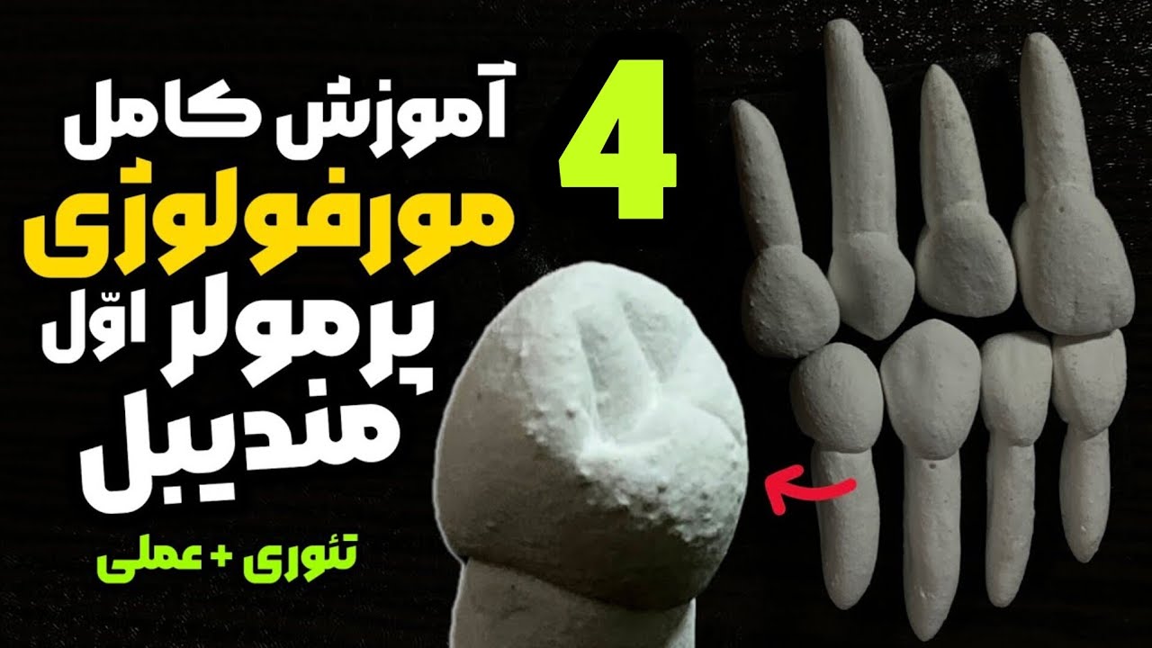 آناتومی دندان پرمولر اول پایین|مورفولوژی دندان پرمولر اول پایین carving of mandibular first premolar