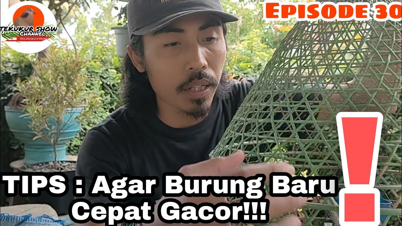 CARA MERAWAT BURUNG TEKUKUR BARU DAPAT DARI HUTAN/PASAR.