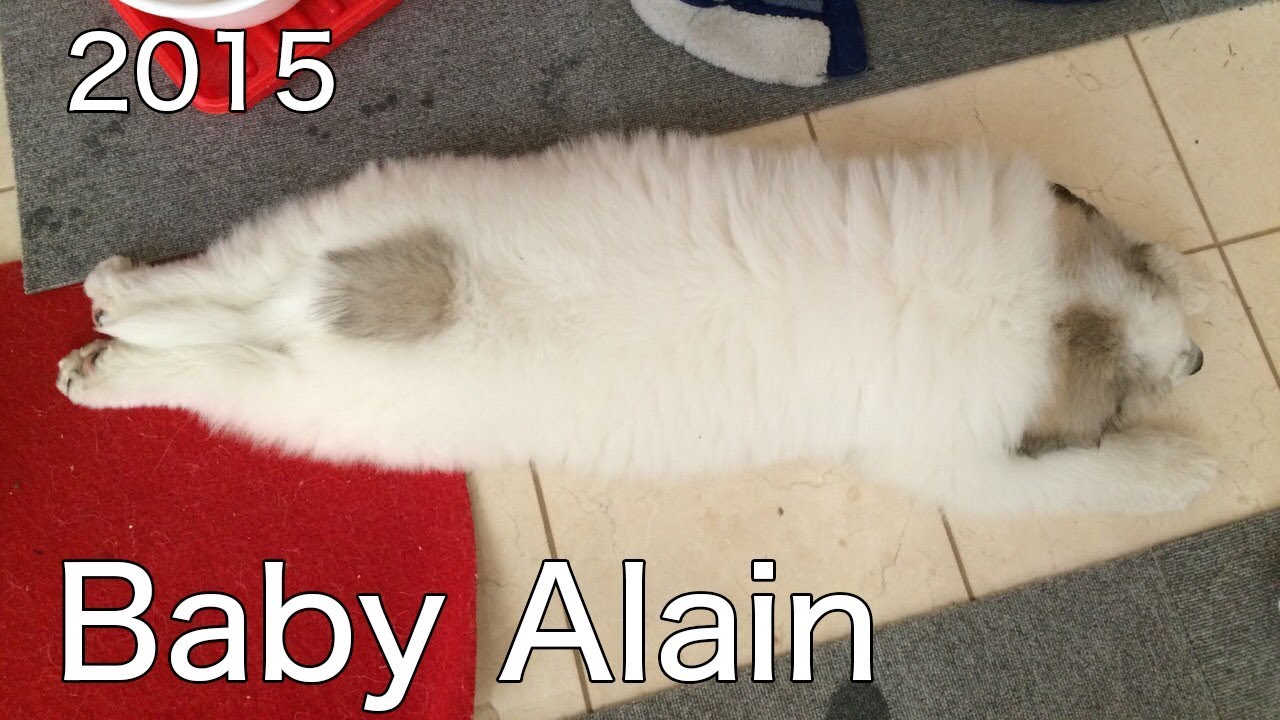 アランが家族になって4年経ちました！　Great Pyrenees　グレートピレニーズ