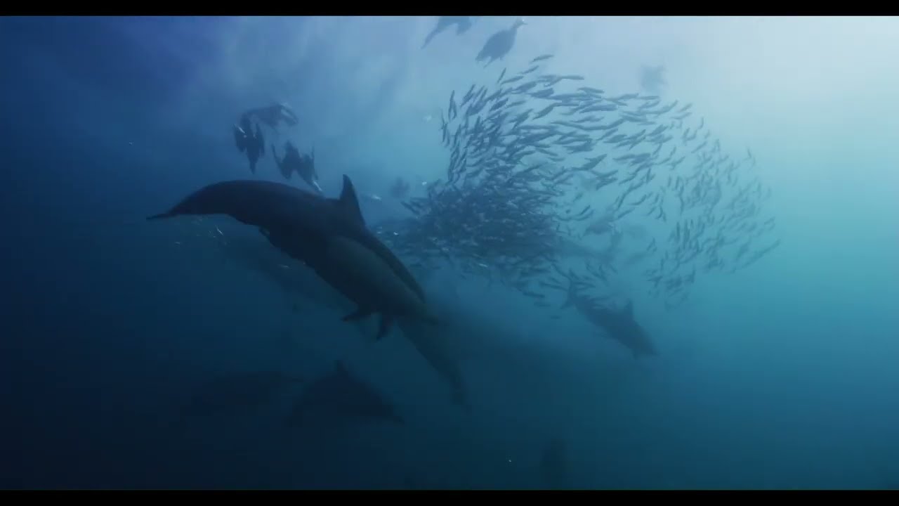 Sardine Run 2023