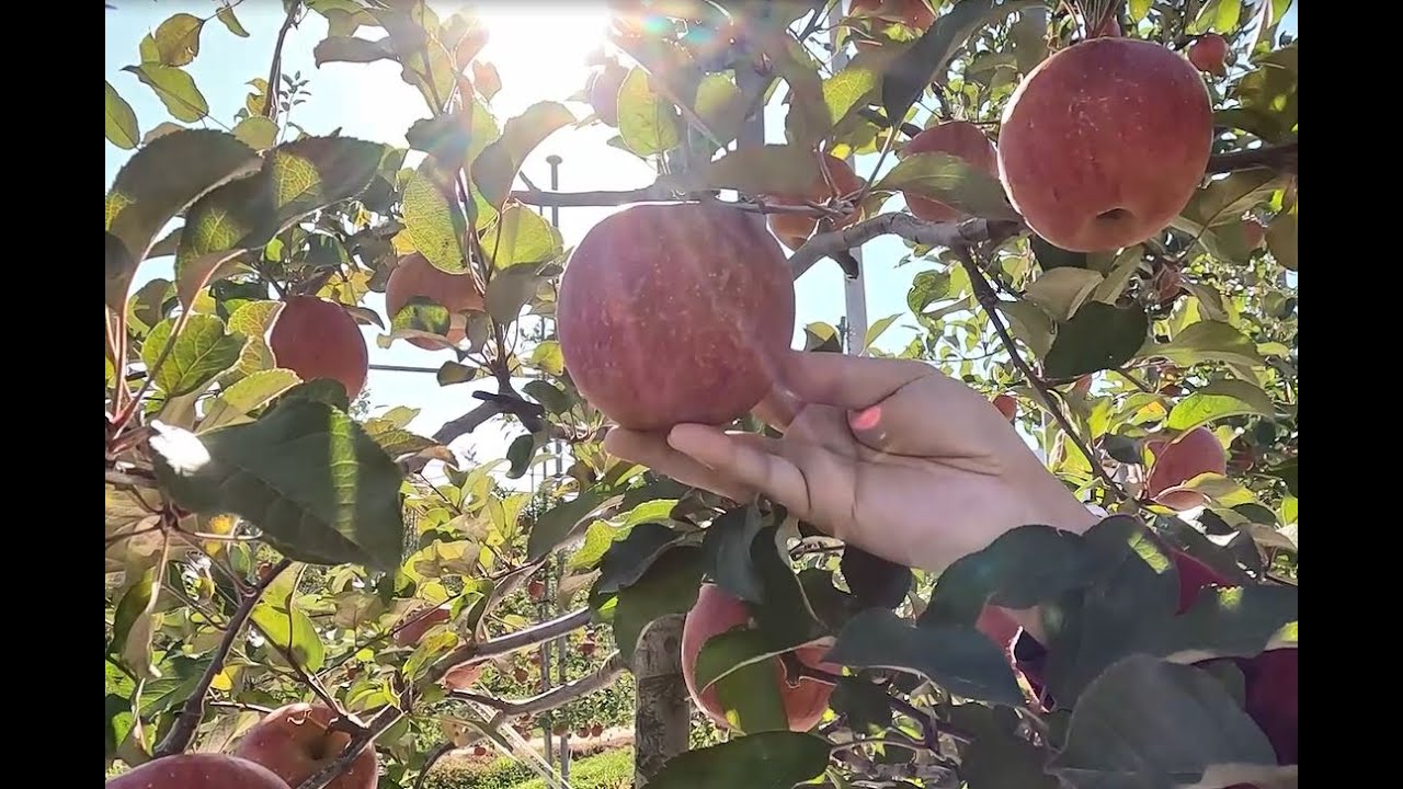 🍎양구 펀치볼 사과 애플카인드 농장 탐방 1탄ㅣ과일산업대전 최우수상 사과ㅣ과일 MD의 V-log