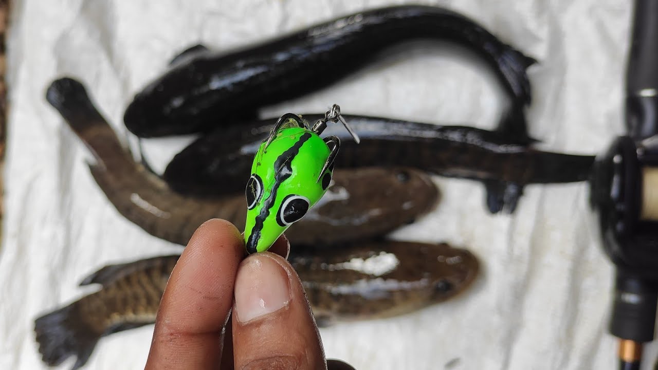 വരാല് ഇതിനെ കണ്ടാൽ വിടത്തില്ല..| cherumeen fishing | varal fishing | snakehead fishing kerala | fish