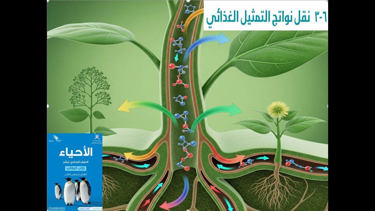 نقل نواتج التمثيل الغذائي في النباتات: فهم آلية التدفق الكمي في اللحاء!