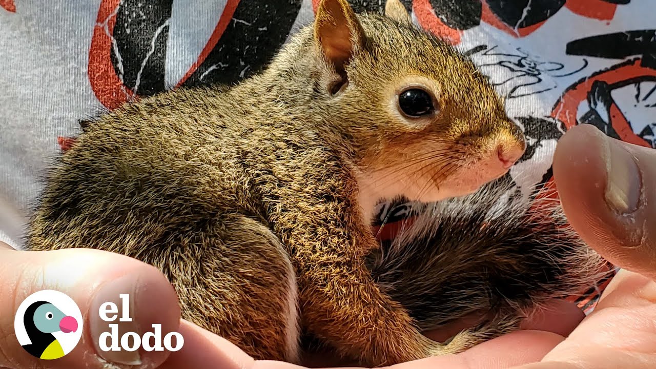 Familia se da cuenta de que su ardilla rescatada est&aacute; teniendo beb&eacute;s | El Dodo