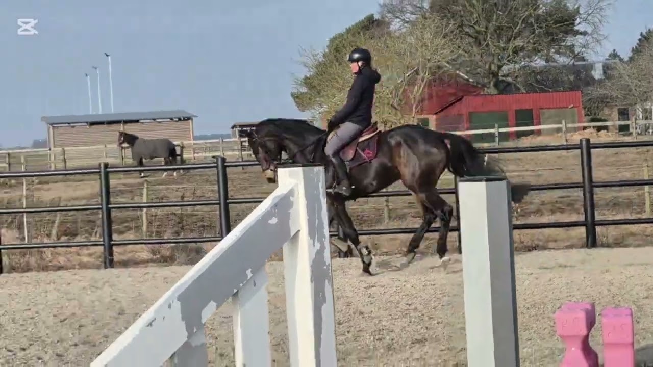 Ricco 5y (Total McLaren - Oscar) 📹 8 mars -26