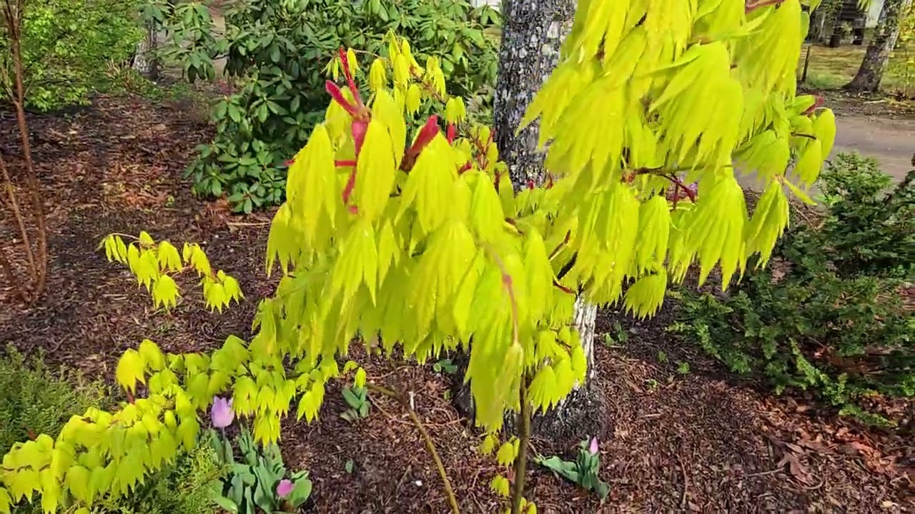 Cape Cod Garden Tour Interrupted!  part 1 5/2/25