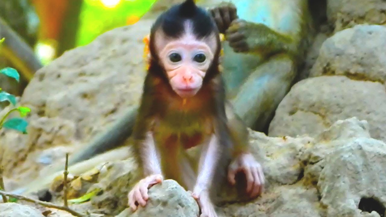 Curious Eyes: Young Baby Monkey Explores Her Surroundings with Wonder 🐒