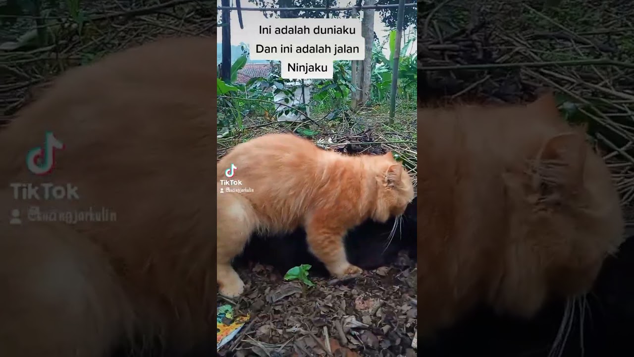 kucing kawin meating