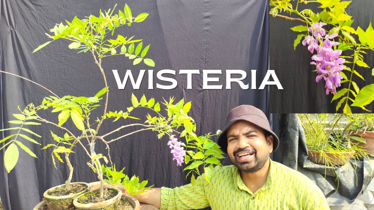 How to grow wisteria in tropical area? best potting soil for wisteria , Part 1