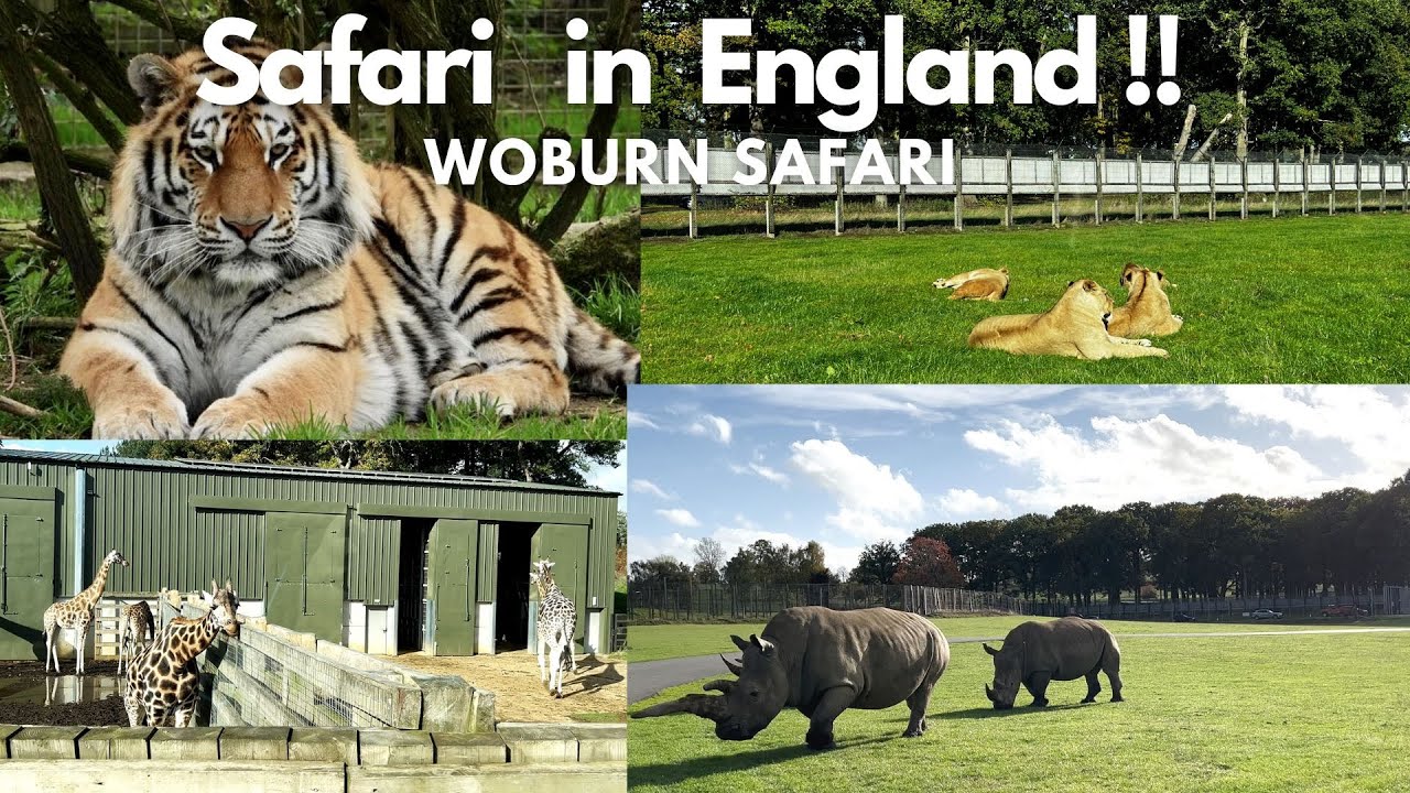 Woburn Safari Park | A very close encounter with animals| Safari in England #safari #familyfriendly