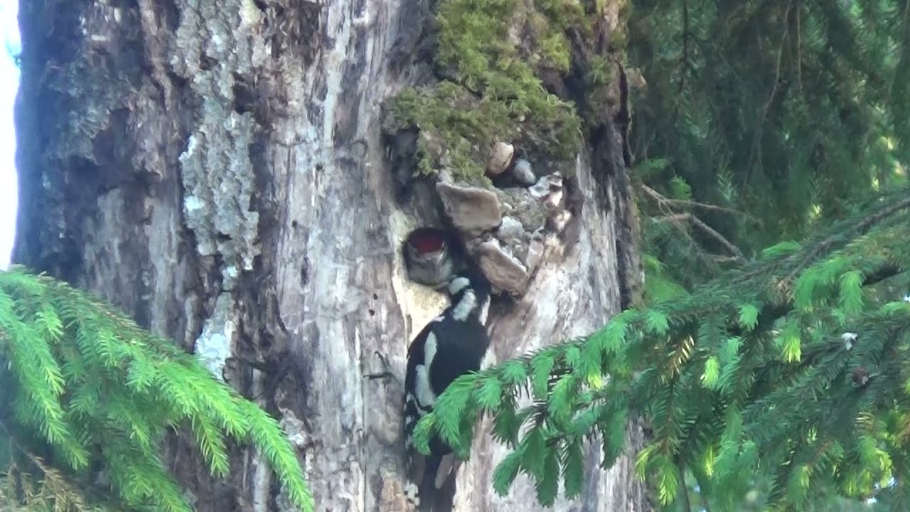 Didysis margasis genys (Dendrocopos major)