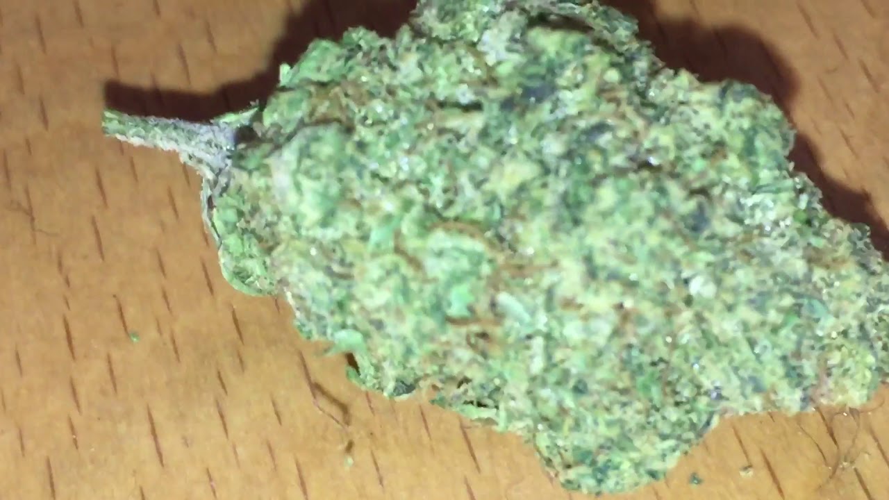 STARDOG 13% #BUZZINGBUDDHA