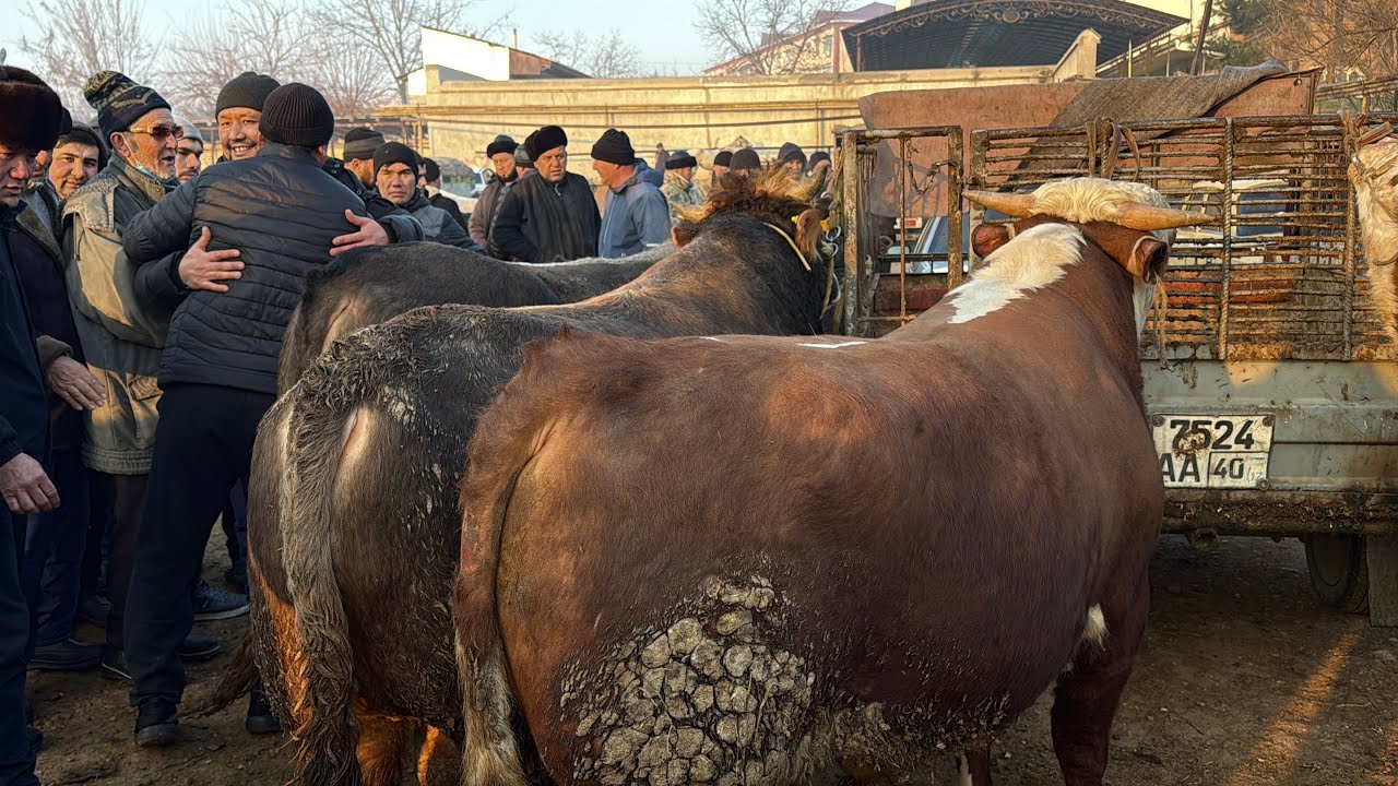 Qoqon mol bozori bugungi narhlar bilan tarnishing 4.02.2026yil