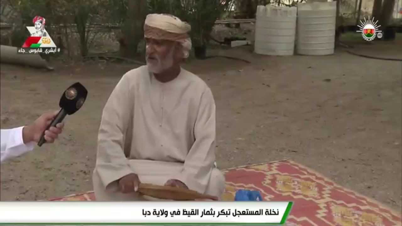 نخلة المستعجل تبكر بثمار القيظ في ولاية دبا