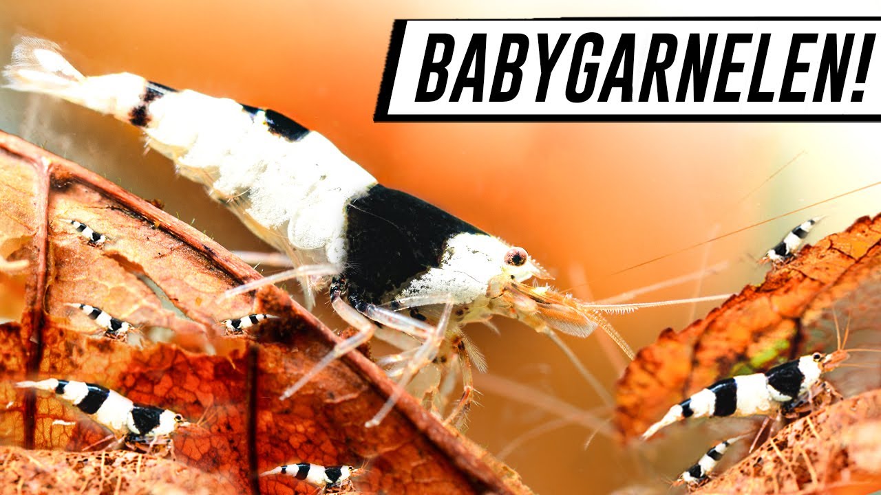 SO VIELE BABYGARNELEN!😍 Erfolgsrezept zur erfolgreichen Garnelenzucht (Caridina)